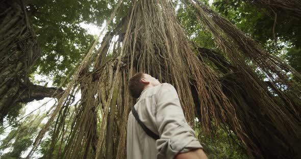 Low Angle Shot of a Young Man Looking Up Into the Canopy of Tropical Rainforest Tree with Long Vines alt