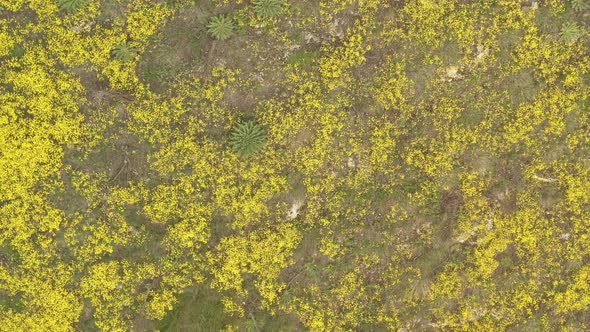Yellow Golden-tuft  Alyssum Aurinia saxatilis flower field from above 4K aerial video