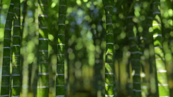Bamboo Bokeh