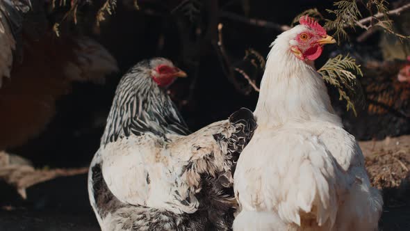 Two Domestic Chickens and Roosters Relaxing Walking on Free Range Farm Near Tree on Home Eco Farm alt