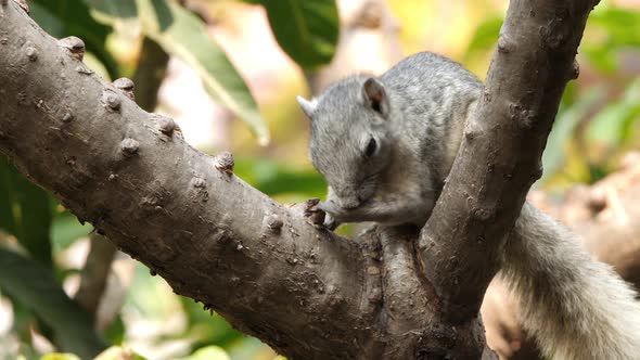 Grey Cute Squirrel Cleaning Itself On a Tree Summer alt