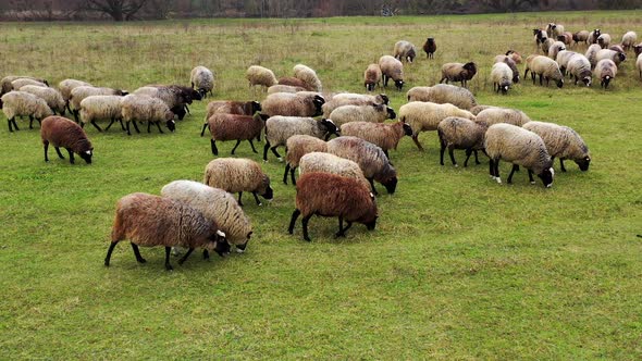 Close up video of sheep flock walking in sunny summer day. Feeding on a pasture. alt