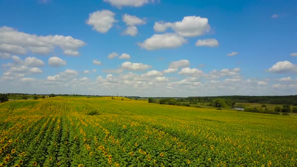 Beautiful Sunflower Field alt