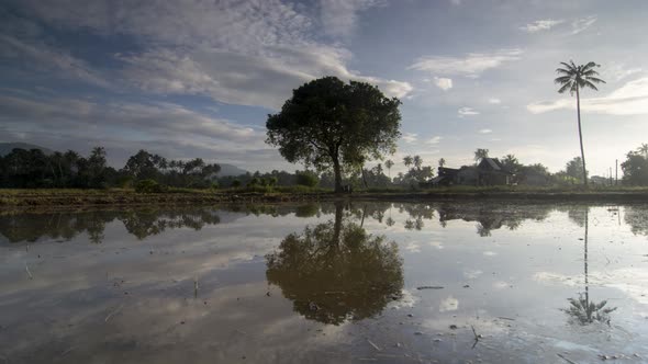 Timelapse tree reflect in water. alt