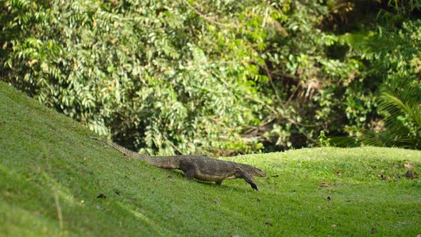 Asian Water Monitor Lizard Varanus Salvator Walking on Green Lawn in Park alt