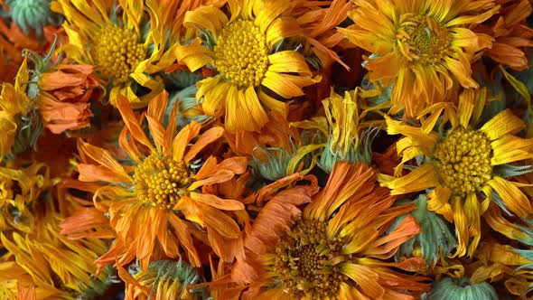 Rotation Calendula Herbal alt