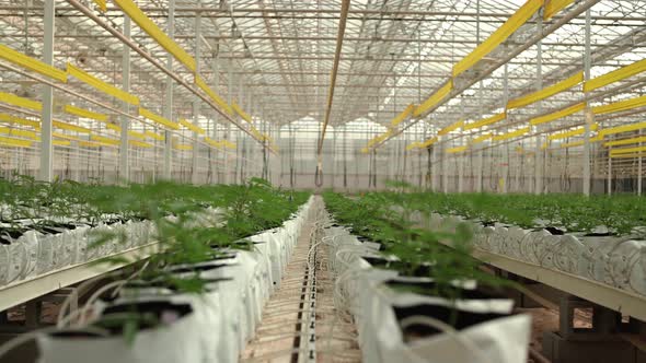 Young Cannabis plants in greenhouse alt