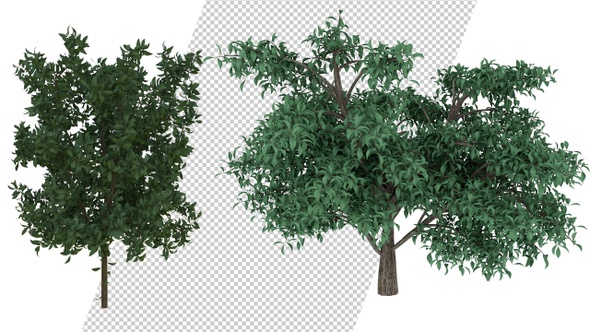 Growing Tree Pack 4K