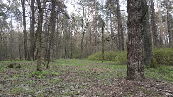 Forest Landscape Aerial View Ukraine alt