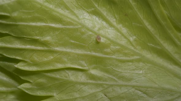 Flour mite (akari) crawling on a green celery leaf, family Acaridae alt