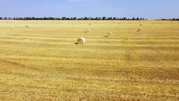 Round bales of straw on the wheat field after harvest, field haystacks landscape