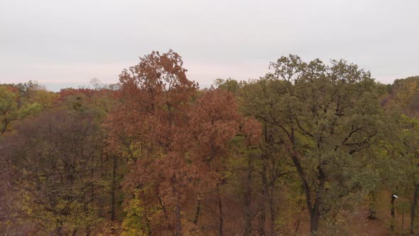 Revealing a forest with a drone in 4K. Shoot on a DJI Mavic Air at 29,97fps alt