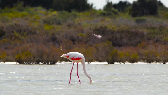 Flamingo Walk in Shallow Water Wild Greater Flamingo in the Salt Lake Nature Wildlife Safari  Shot alt