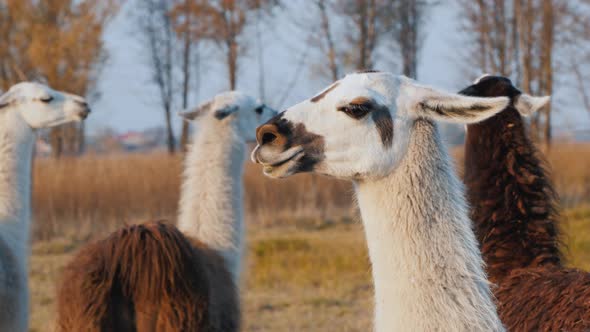 A Few Cute Alpacas on the Farm alt