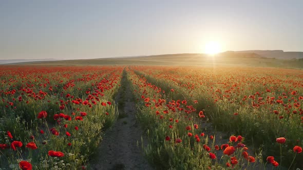 Field of Poppies at Sunse