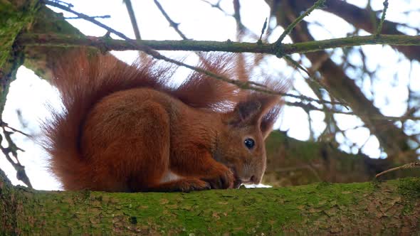 Red Squirell Eating Walnut 