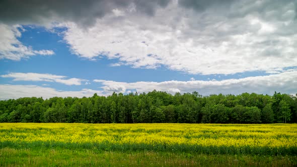 Rapseed Field with Green Forest Background Spring Day Time Lapse