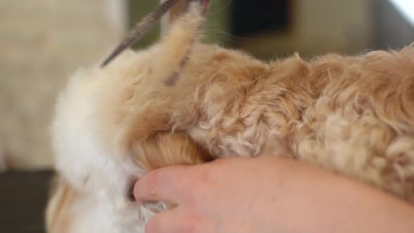 Closeup of Professional Female Groomer Cutting Back Head of Curly Dog Labradoodle By Hairdressing alt