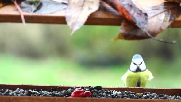 The Blue Tit (Cyanistes caeruleus) eating bird food in a birdhouse and flies away. alt