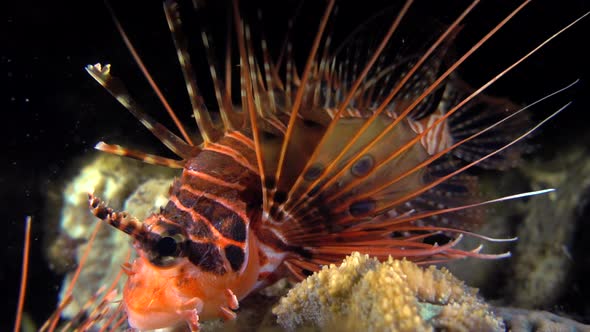 Spotfin Lionfish (Pterois antennata) swimming over coral reef at night, close up shot alt