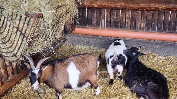 Close-up on domestic animals, agriculture. The goat eats hay. Delicious and healthy goat milk
