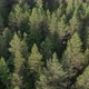 Forest Aerial - VideoHive Item for Sale
