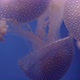 Multiple Phyllorhiza Punctata or white spotted jellyfish floating in zoo aquarium, close up - VideoHive Item for Sale