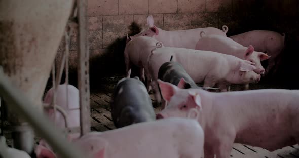 Pigs at Livestock Farm Pork Production Piglet Breeding alt