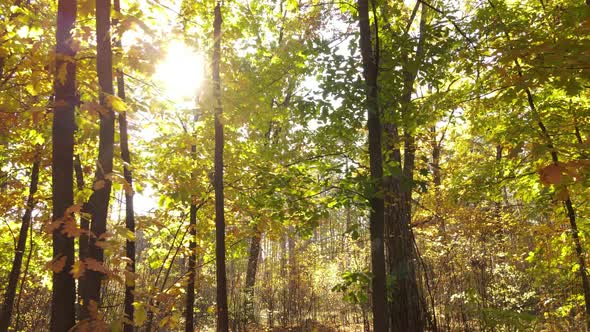 Trees in the Forest on an Autumn Day alt