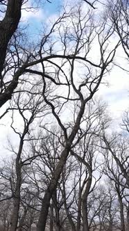 Vertical Video of the Forest with Trees Without Leaves alt