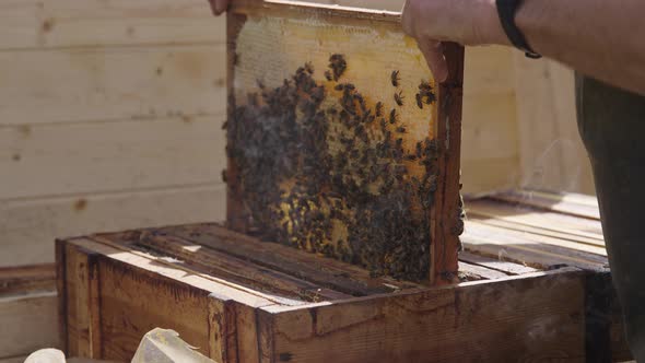 Beekeeper Removing and Holding in Hands a Bee Hive Wooden Frame Comb, Freshly Secreted Wax and Bees alt