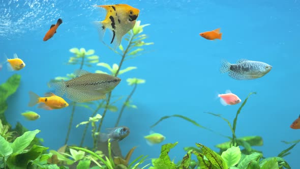 Colorful Exotic Fish Swimming in Deep Blue Water Aquarium with Green Tropical Plants alt