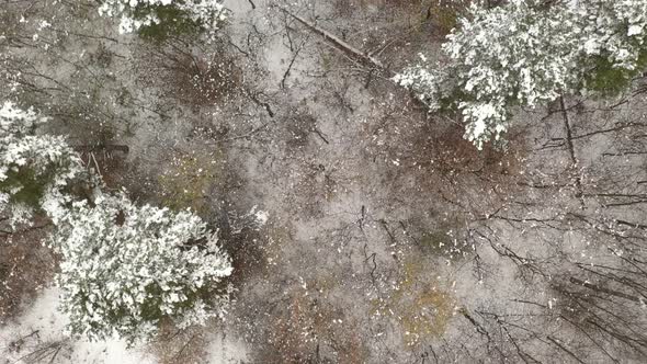Forest tree tops by winter from above 4K aerial footage alt