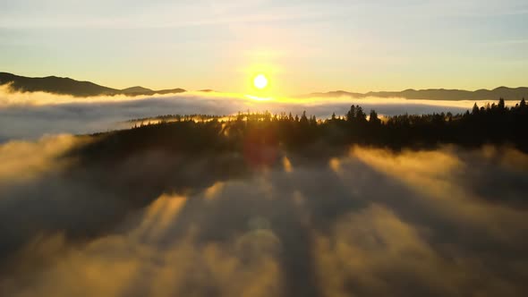 Aerial view of dark green pine trees in spruce forest with sunrise rays shining through branches alt