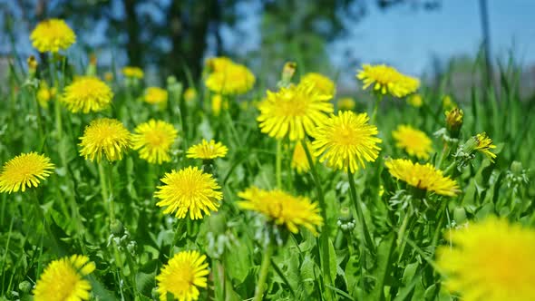 Yellow Dandelions Bloom on a Summer Field Among the Grass in the Sunligh