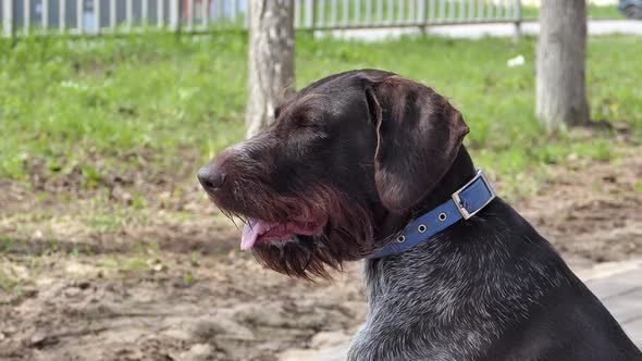 A Hunting Dog is Waiting for Its Owner on the alt