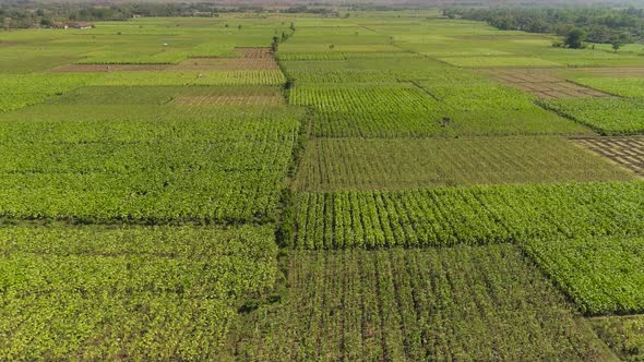 Agricultural Land in Indonesia alt