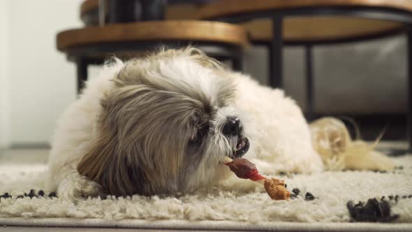 Boomer dog sitting on rug in living room playing with chew toy, close up alt