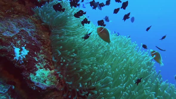 a large anenome with its dominoes and anenomefish on the side of a coral reef alt