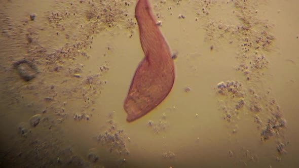 Microscopic Blepharisma move about using cilia. alt