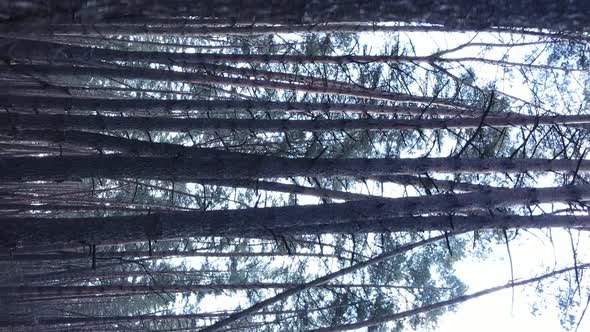 Vertical Video of Trees in a Pine Forest Slow Motion alt