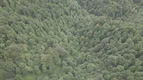 Mtirala National Park from drone, Adjara, Georgia. Flying over subtropical mountain forest alt