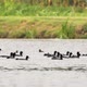 Flock of Eurasian Coot birds on the lake - VideoHive Item for Sale