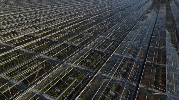 Industrial greenhouses. Top view