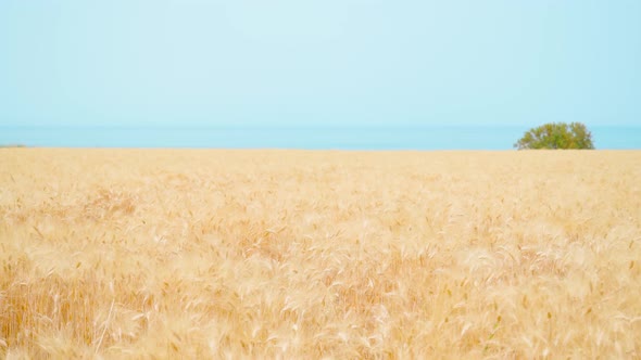 Yellow Wheat Field in Front of the Sea alt