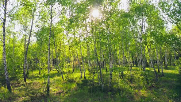 Forest Morning Sun Rays Light Jungle Green Grass Nature Wood Outdoor alt
