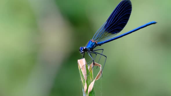 Blue Dragonfly on a Branch in Green Nature By the River Closeup alt