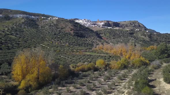 Aerial view of a field of olives with a river in autumn and a small spanish village in the backgroun alt