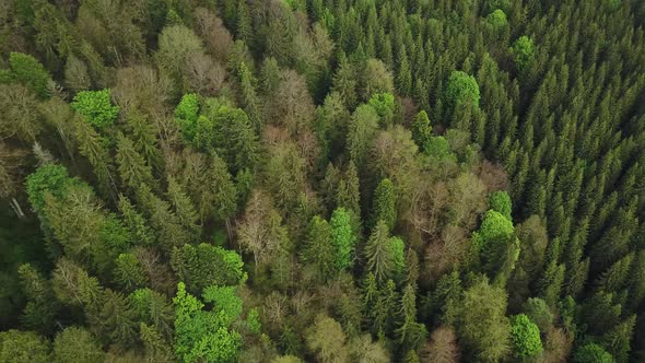 Nature aerial shot, flying over pine tree forest in Carpates, Ukraine. Treetops