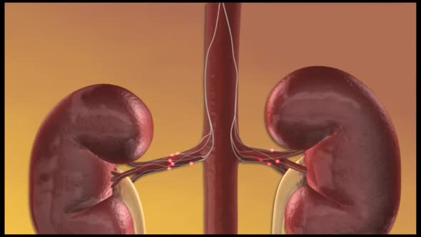kidneys and nerve impulse electrical signal of the nervous system alt